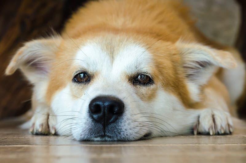 Closeup Face of Cute Brown Dog Lying on Floor Stock Photo Image of