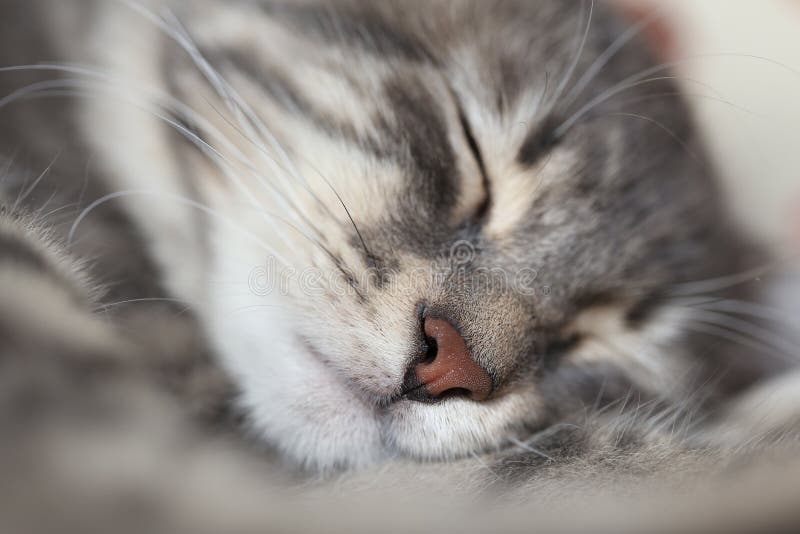 face of a lovely cat sleeping royalty free stock photo