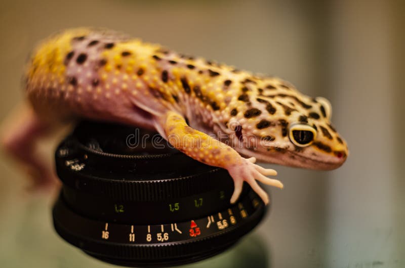 Close-up of the face of a leopard gecko eublephar pet with a soft blurred background stock photography Close-up of the face of a leopard gecko eublephar pet with a soft blurred background stock photography
