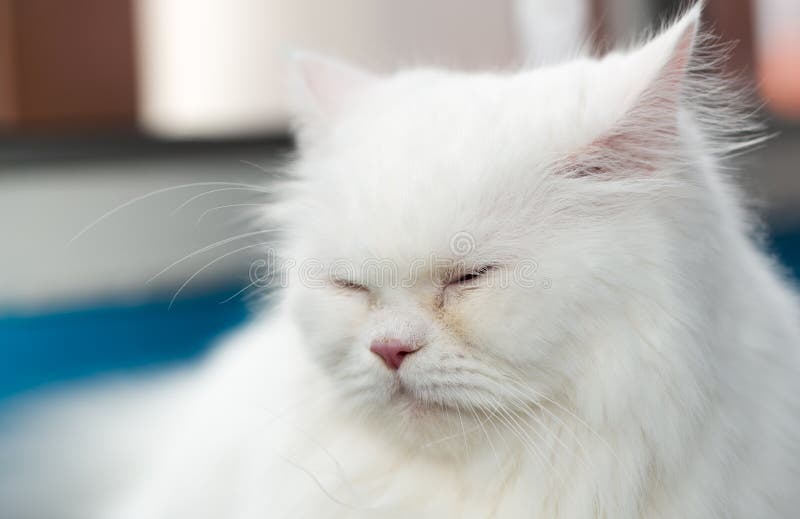 127 Close Up Face White Persian Cat Sleep Stock Photos Free & Royalty