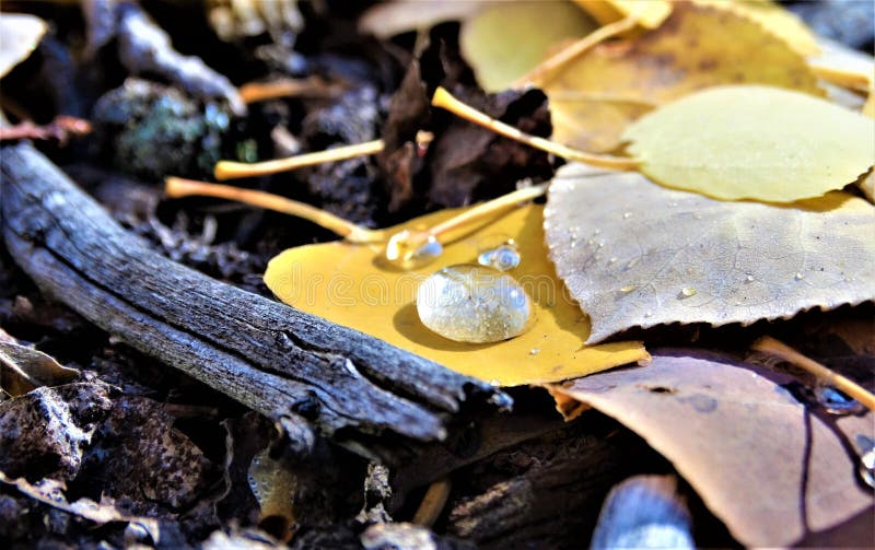 Close-up of fall leaves with water drop