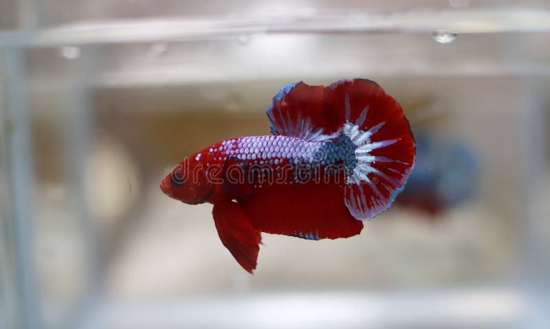 fancy betta