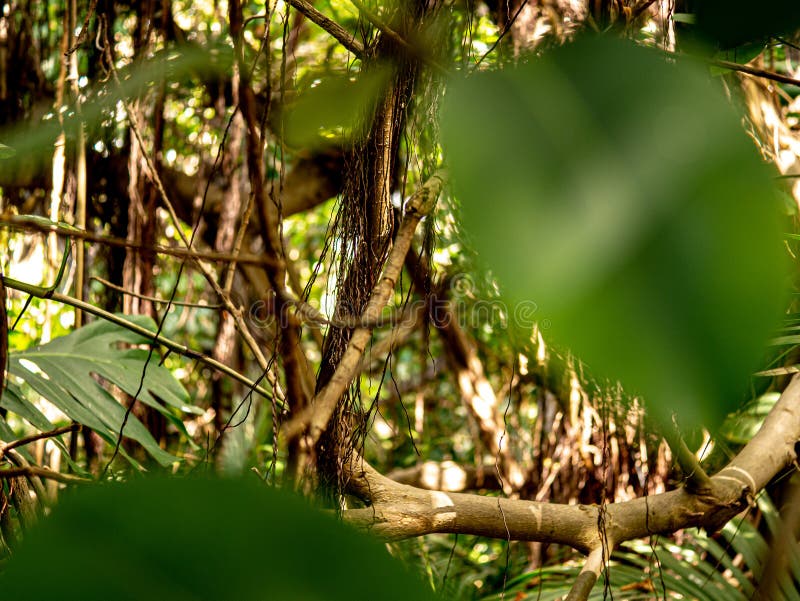 Atirador Furtivo Camuflado Na Floresta Foto de Stock - Imagem de armado,  infantaria: 148202288