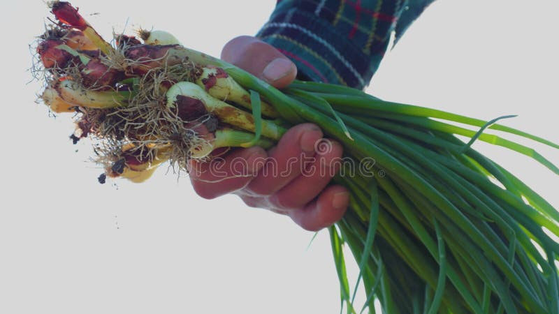 Close up farmer man hands holding bunch onions in garden stock video footage