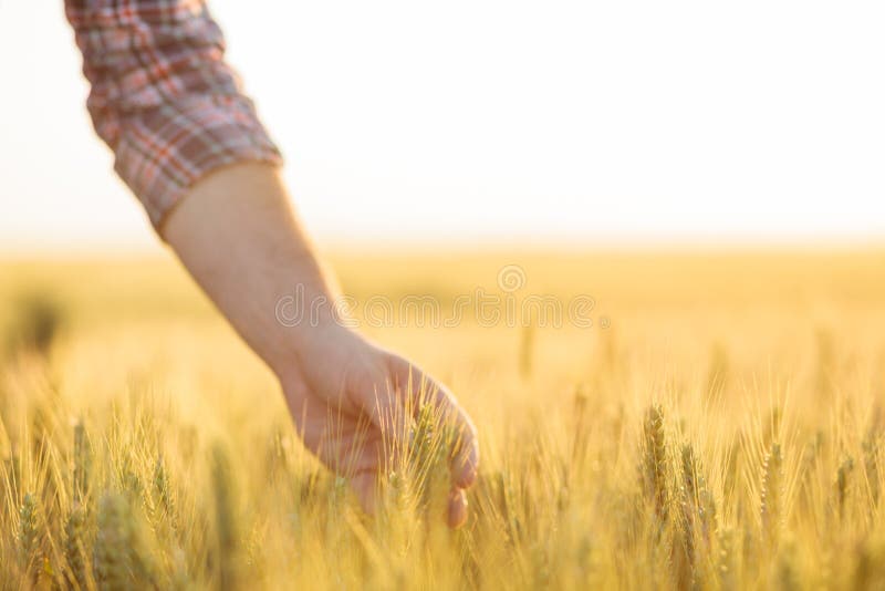 Close-up of a farmer`s hand holding a wheat plant stem in a field stock photography Close-up of a farmer`s hand holding a wheat plant stem in a field stock photography