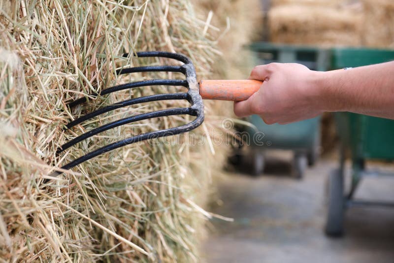 Close up of a farmers hand using a fork to load the wheelbarrow with hay. stock photography