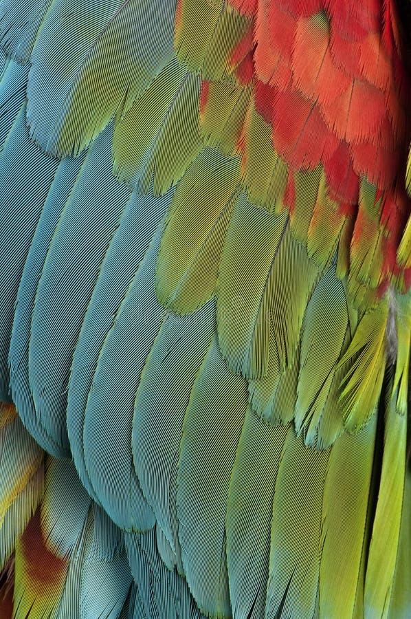 Close-up on feathers stock photo