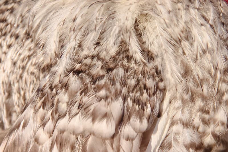 Feathers Bird Soft Nature Texture with Smooth Patterns Nature