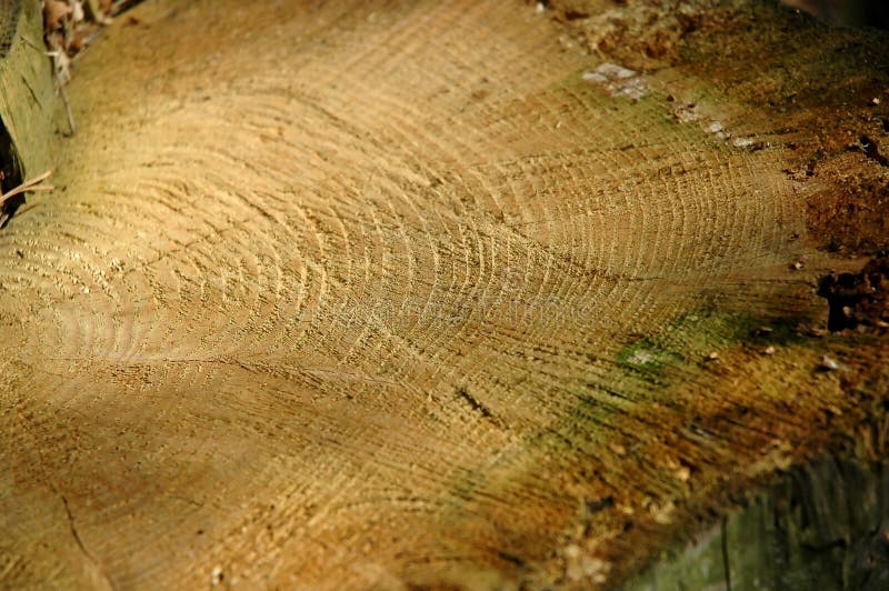 Close-up of a felled tree