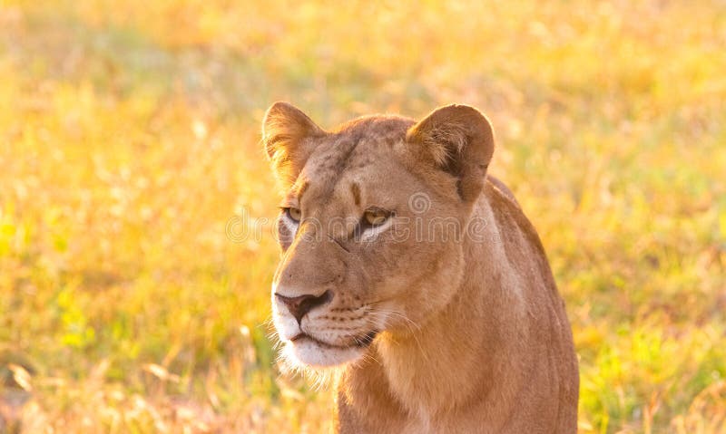 Close up of a female African Lion in a South African wildlife ga