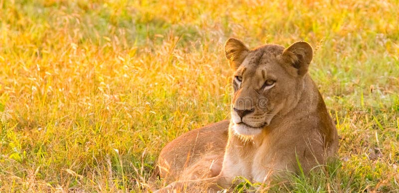 Close up of a female African Lion in a South African wildlife ga