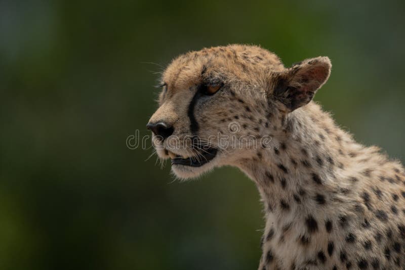 Close-up of Female Cheetah Looking for Prey Stock Photo - Image of ...