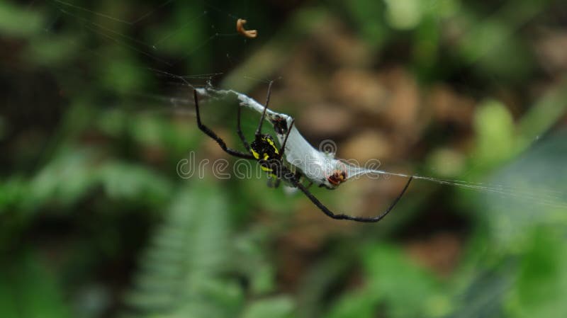 File:Spider-web-insect - West Virginia - ForestWander.jpg