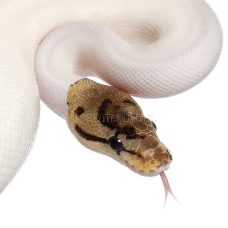 Close-up of Female Pied Spider Royal python stock image