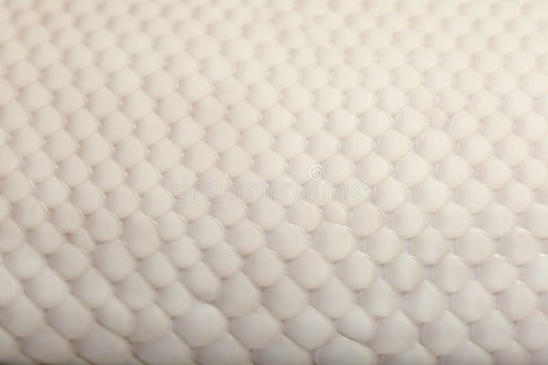 Close-up of Female Pied Spider Royal python stock photography