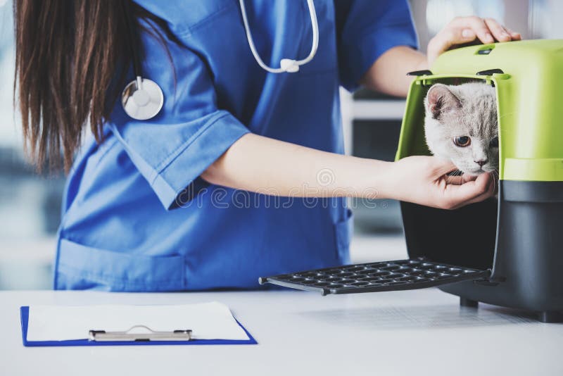 Close-up of a female veterinarian with a cute beautiful cat.