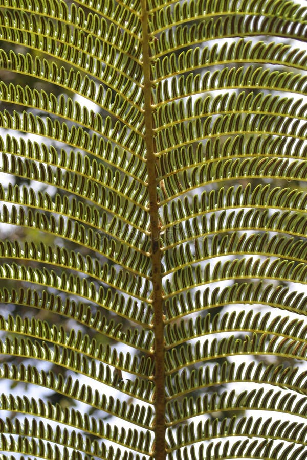 Close-up of Fern Branch