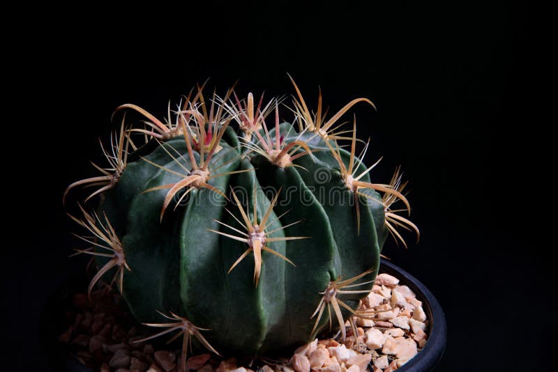 Close up Ferocactus wislizenii,fishhook cactus against dark background. Close up Ferocactus wislizenii,fishhook cactus against dark background stock photos