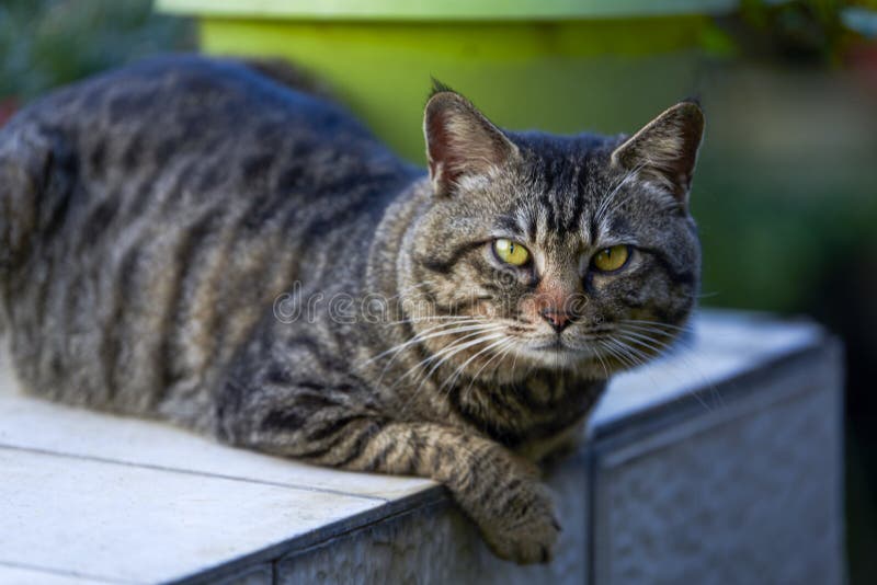 Vista de cerca de Salvaje gris rayas mirar fijamente gato.