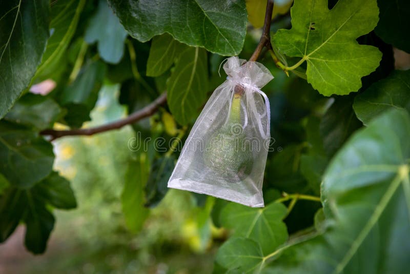 A Fig Growing in Summertime with a Protective Bag on it Stock Photo