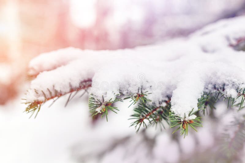 Close-up fir branch covered with fresh fluffy snow. Traditional christmas tree. Christmas and new year holidays outdoor natural royalty free stock photos Close-up fir branch covered with fresh fluffy snow. Traditional christmas tree. Christmas and new year holidays outdoor natural royalty free stock photos