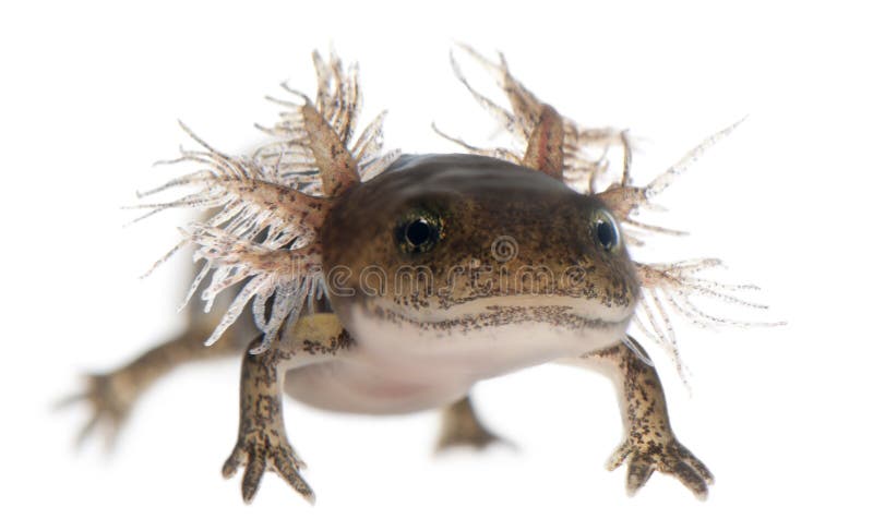 Close-up of Fire salamander larva showing the external gills, Salamandra salamandra, in front of white background