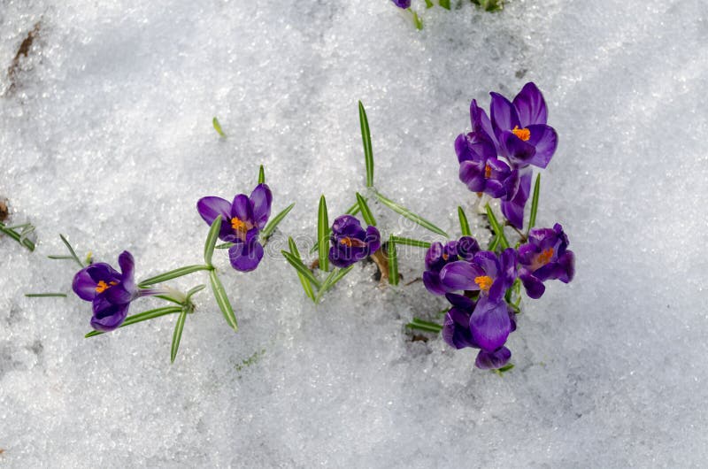 Close up first spring violet crocuses on snow