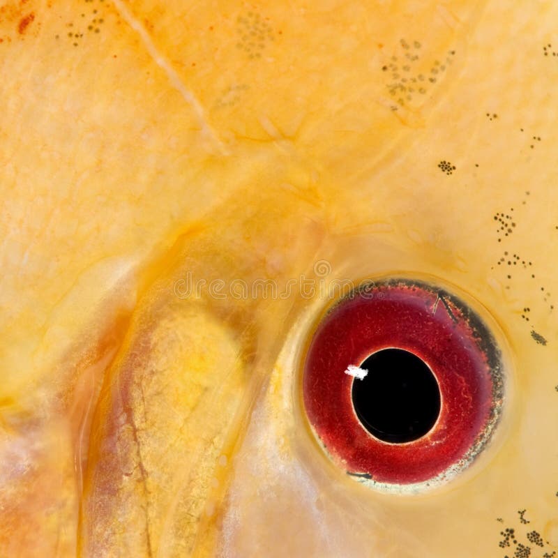 Close-up on a fish eye