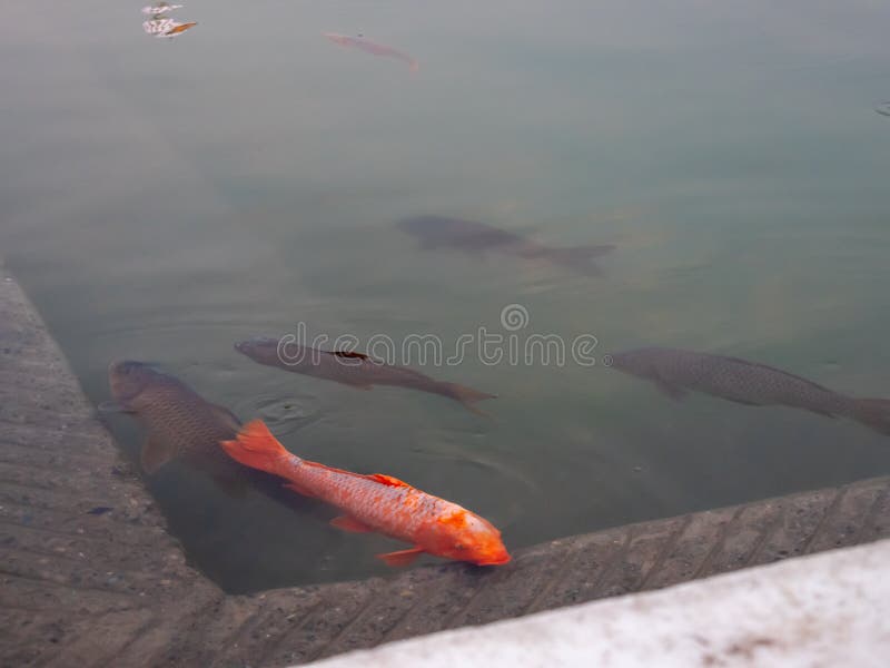 Close up of fish in golden temple`s pool in amritsar