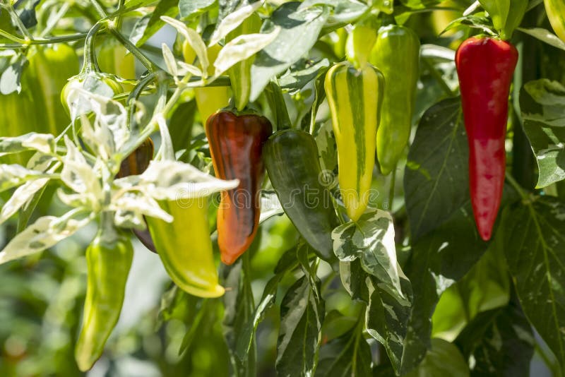 Fish Pepper Plant with Colorful Chili Peppers Hanging from It 2