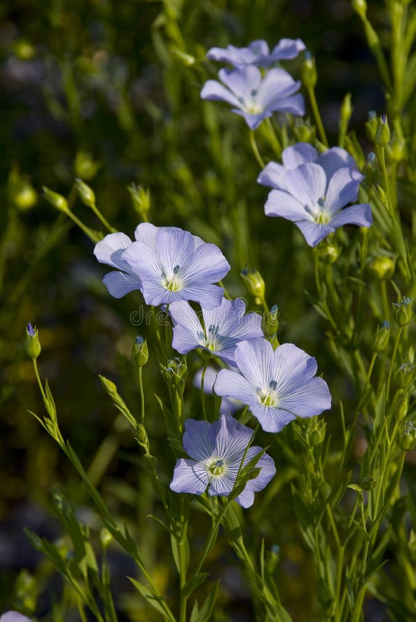 Close up Flax flower.Linum perenne  Sapphire