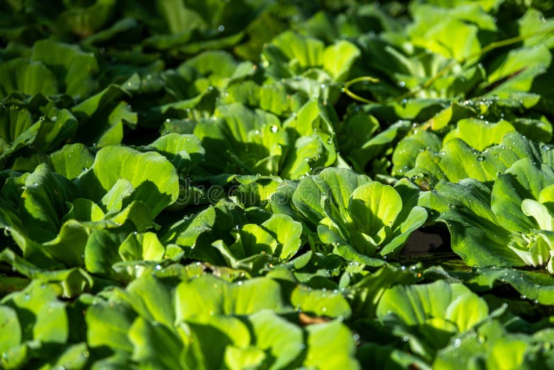 Close up floating water lettuce, Pistia stratiotes Linnaeus plant, Low key. Close up floating water lettuce, Pistia stratiotes Linnaeus plant ,Low key stock photography Close up floating water lettuce, Pistia stratiotes Linnaeus plant, Low key. Close up floating water lettuce, Pistia stratiotes Linnaeus plant ,Low key stock photography