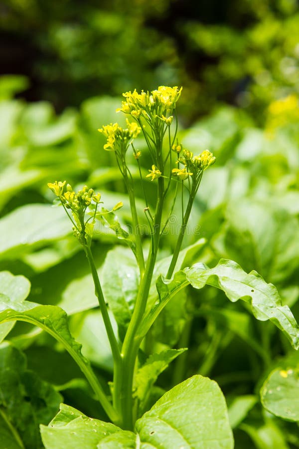 Flower Chinese Cabbage Blooming In The Field Stock Photo