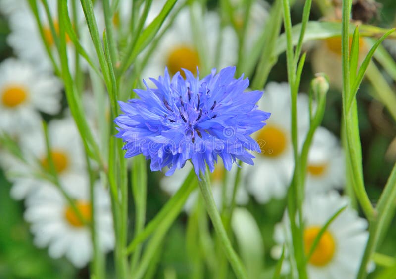 Cornflower stock photo. Image of close, bloom, details 116338212
