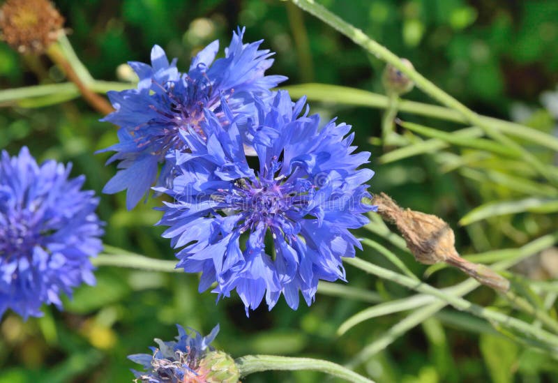 Cornflower 4 stock image. Image of outdoors, stamen 122252045
