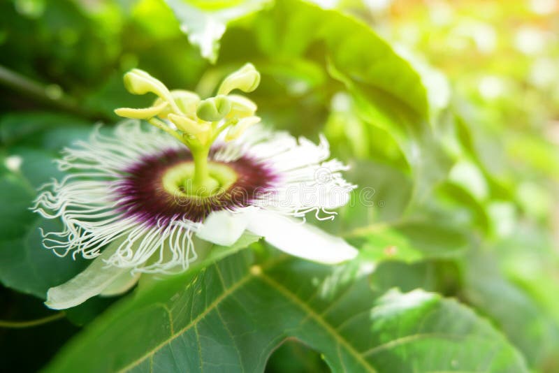 Close Up Flower of Passion Fruit on the Tree Stock Photo Image of
