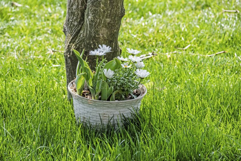 Flower Pots and Flowers Under the Tree with Grass Stock Photo Image of bright, nature 159584792