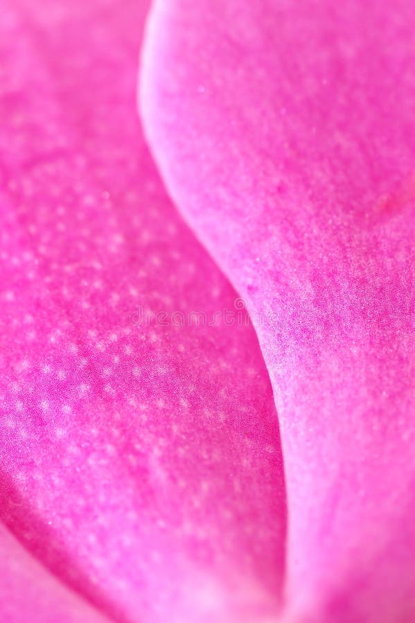 Closeup of Flower S Petals Stock Photo Image of orchid, grow 3528348