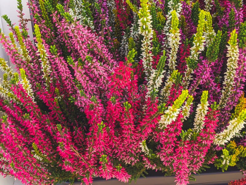 Flowering Common Heath - Ling (Calluna Vulgaris) and Pink Bell