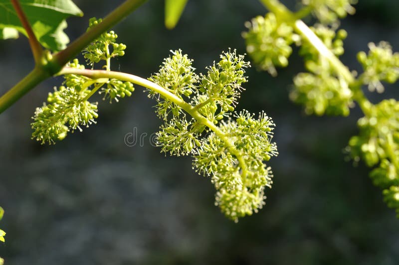 Close-up of flowering grape vine