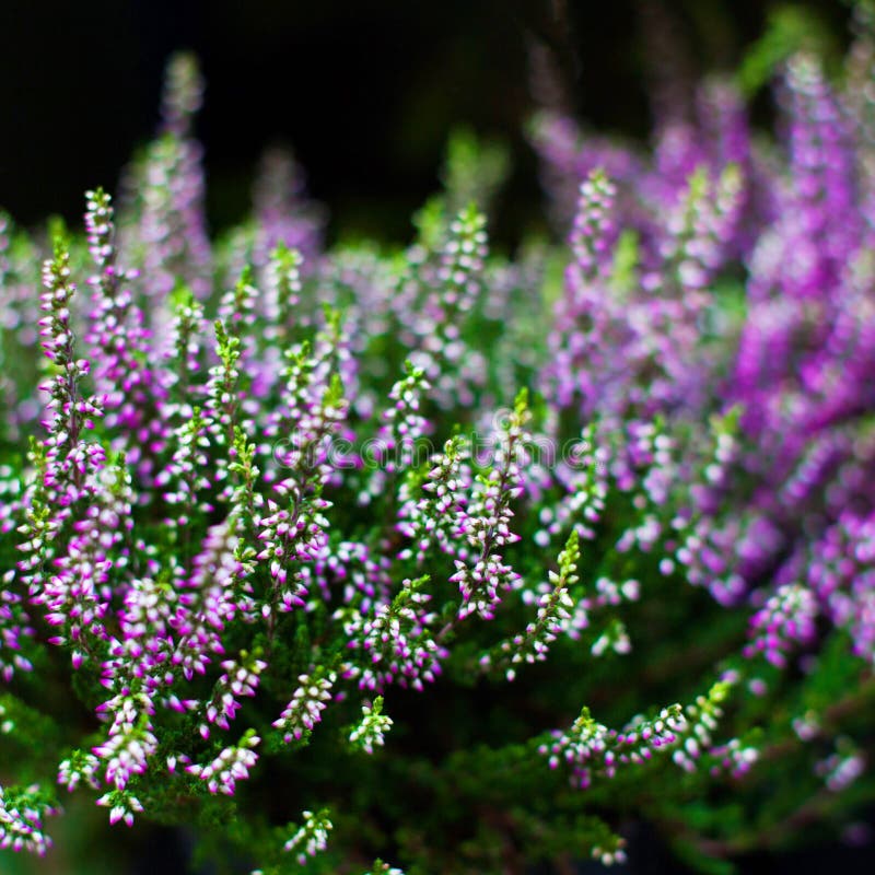 Bunch of purple scotch heather (Calluna vulgaris, erica, ling