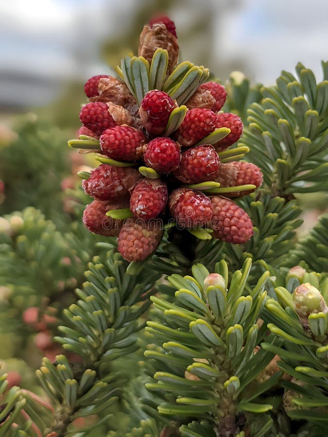 203 Abies Nordmanniana Stock Photos - Free & Royalty-Free 203 Abies Nordmanniana Stock Photos - Free & Royalty-Free