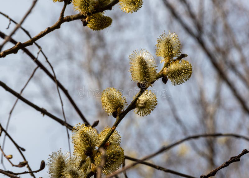 Blooming willow twig in the forest against the sky. stock photo