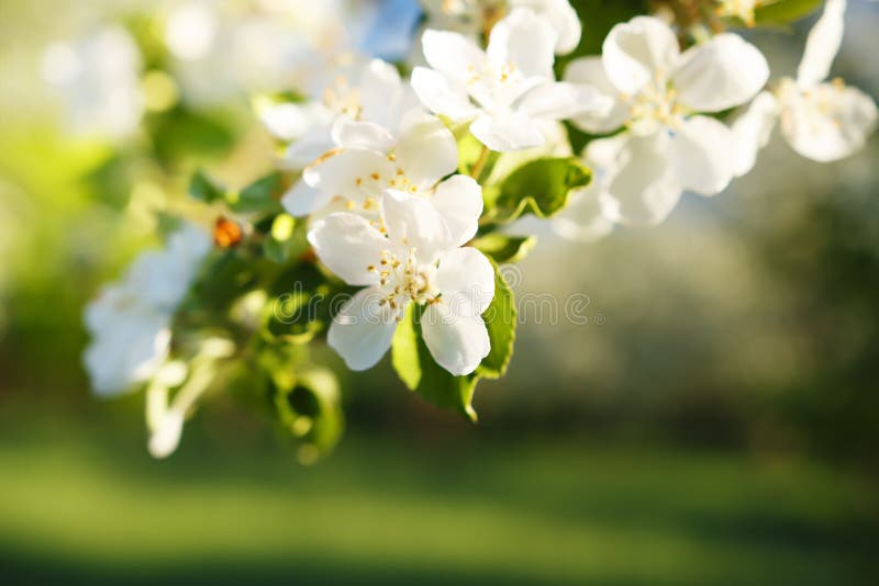 Close-up of flowers on apple branch in apple garden in spring. Flowering of apples in green garden. Flowering of apple trees. stock images Close-up of flowers on apple branch in apple garden in spring. Flowering of apples in green garden. Flowering of apple trees. stock images
