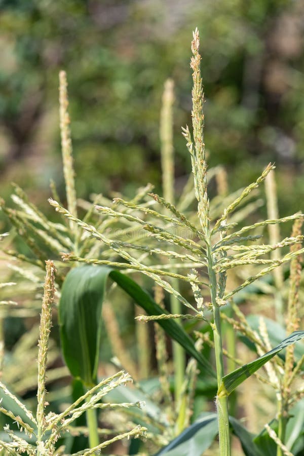 Maize plants stock photo. Image of food, maize, green 228463782