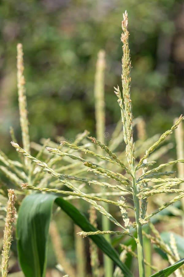 Maize plants stock image. Image of inflorescence, growth 228463825