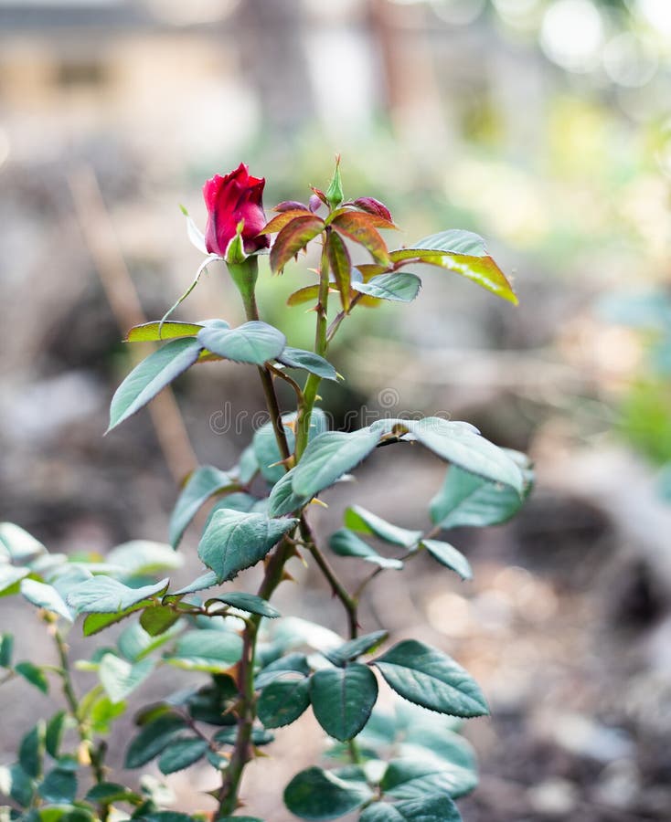 Flowers on rose plants royalty free stock photography