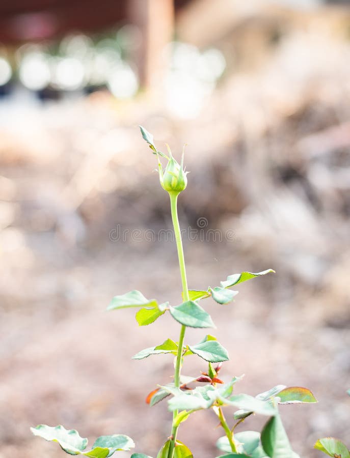 Flowers on rose plants stock photos
