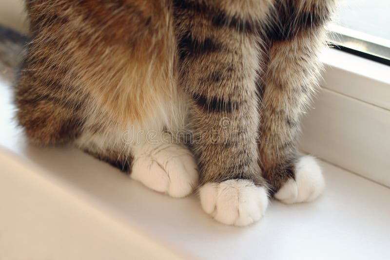 Fluffy Paws, Cat Claws. Selective Focus. World Cat Day Stock Photo
