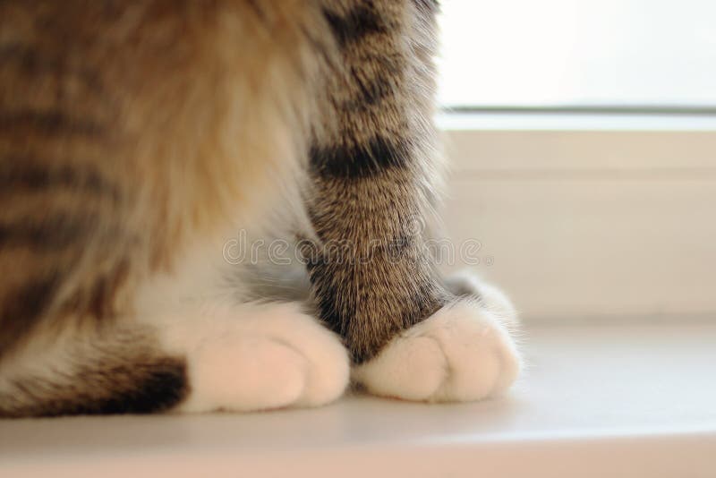 Fluffy Paws, Cat Claws. Selective Focus. World Cat Day Stock Photo